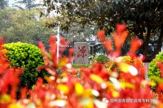 郑州澍青医学高等专科学校7